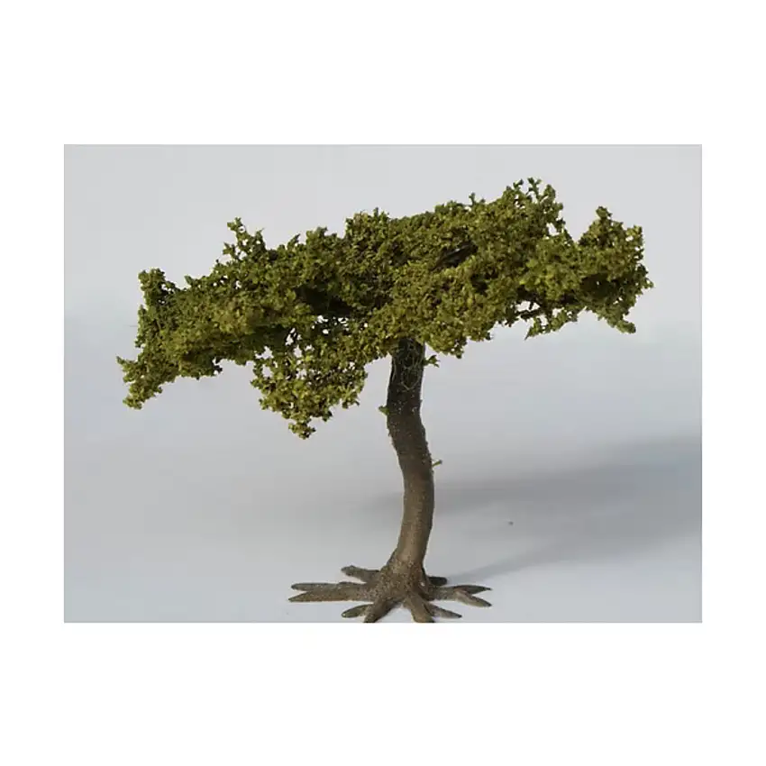Small Acacia Tree